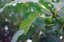 Fresh Green Fig Growing On A Tree On The Background Of Defocused Garden And Bokeh. Horizontal With Copy Space