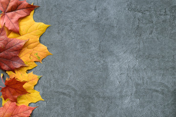 Wall Mural - autumn composition. autumn frame of maple leaves. flat lay, top view