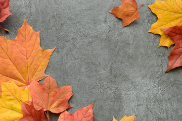 Wall Mural - autumn composition. autumn frame of maple leaves. flat lay, top view