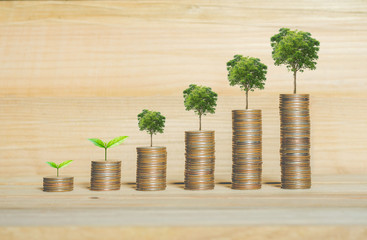 financial money saving concept. green plant growing on coin stack.