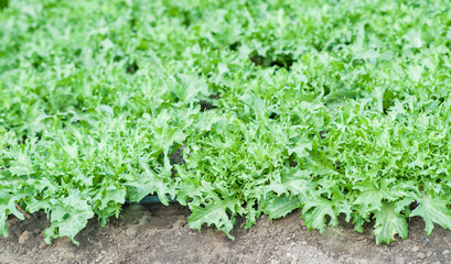 Wall Mural - lettuce frisee in the beds with drip irrigation. Lettuce plantations