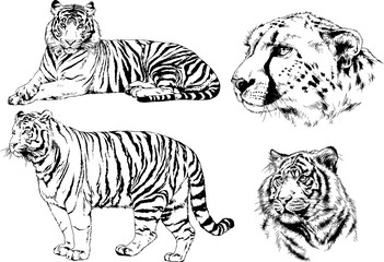 set of vector drawings on the theme of predators tigers are drawn by hand with ink tattoo logos	