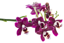Twig Of Dark Purple Orchid, Phalaenopsis Is Isolated On Background