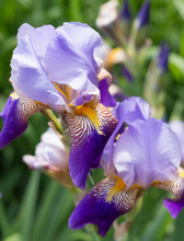 Bicolored Lavender And Purple German Iris Blooming In A Garden
