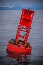 Sea LIons Having A Nap On A Navigational Buoy In Alaska Inside Passage