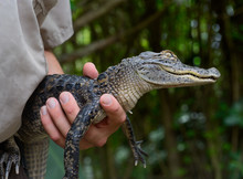 Baby Alligator In Human Hand