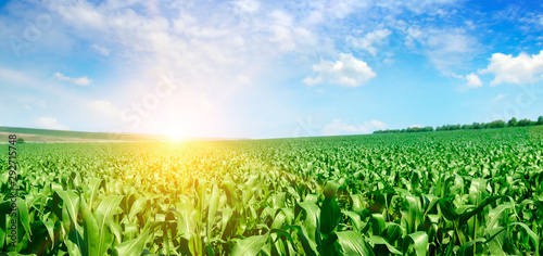 Fotomural Green corn field and bright sunrise against the blue sky