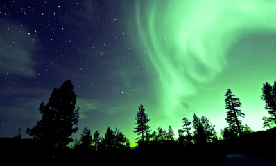 Wall Mural - Northern lights aurora borealis over trees 