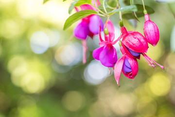  Purple and pink Fuchsia flower with green background for Spring Summer