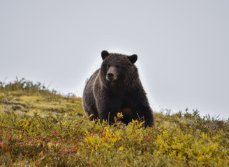 wildlife, alaska