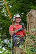 © Roy Pedersen - Tree Surgeon or Arborist using safety ropes while working up a tall tree