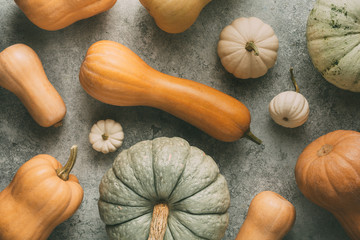 Wall Mural - different pumpkins on grey background