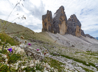 Wall Mural - Beautiful Tre Cime Mountains and flowers in the Dolomites