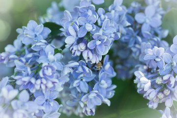 Bright lilac flowers close up on a Sunny spring day in a city Park. Moscow, Russia