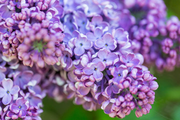 Bright lilac flowers close up on a Sunny spring day in a city Park. Moscow, Russia