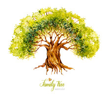 Watercolor Tree. Genealogical Family Tree. Watercolor Botanical Illustration. Nature. Deciduous Tree. 
