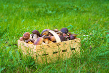 Fresh Wild Mushrooms In Basket On Green Grass