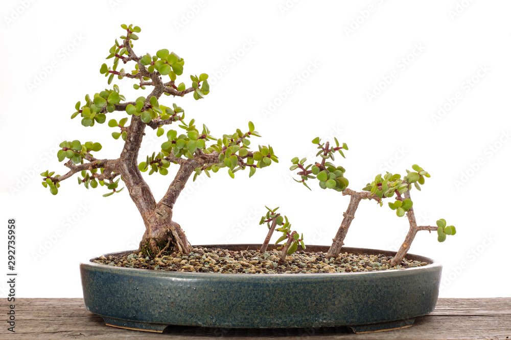 Bonsai Wald aus Jadebumen (Portulacaria afra) Stock Photo | Adobe Stock