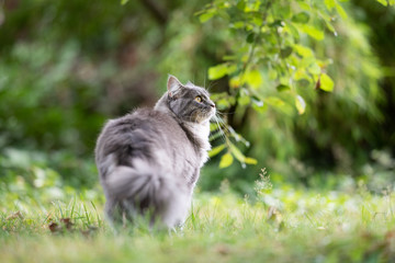 Wall Mural - young blue tabby maine coon cat standing on lawn in nature looking to the side