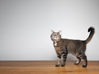 side view of a tabby domestic shorthair cat standing on wooden oak table in front of white wall looking up curiously with copy space