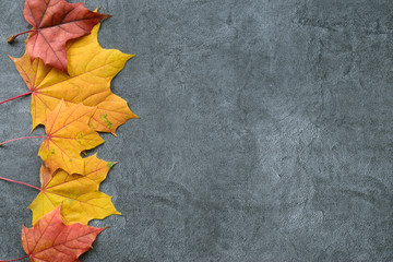 Wall Mural - autumn composition. autumn frame of maple leaves. flat lay, top view