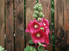 Pink Mallow On The Background Of A Wooden Fence. Place For Text