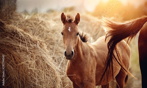 Fotomural Portrait of a red foal with an asterisk on a forehead on the background of bales of hay