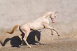 Cremello akhal teke stallion rearing in the paddock against white old wall. Animal portrait.