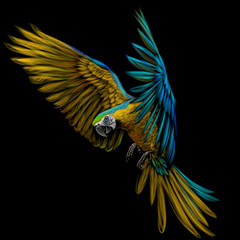 Wall Mural - Portrait of a macaw parrot in flight. Color image of a blue-yellow macaw parrot on a black background.