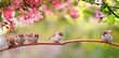 Leinwanddruck Bild - small funny Sparrow Chicks sit in the garden surrounded by pink Apple blossoms on a Sunny may day