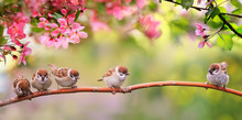 Small Funny Sparrow Chicks Sit In The Garden Surrounded By Pink Apple Blossoms On A Sunny May Day
