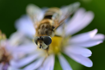 Bee head on a blurred background of white chamomile and green grass.Macro