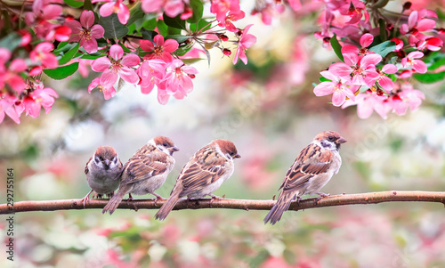 Dekoracja na wymiar  male-ptaki-wroble-otoczone-rozowymi-kwiatami-jabloni-w-slonecznym-ogrodzie-majowym-siedzi-na