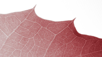Fotomurales - Abstract organic texture of leaf.