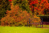 Fototapeta Krajobraz - Empty bench in the autumnal park, сity park in autumn, autumn landscape, nobody