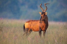 Lone Red Hartebeest Standing On A Savannah Of Grass Being Alert To Danger
