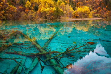  Ancient fallen tree trunks is criss-crossed at the bottom of Five Flower Lake, Jiuzhaigou National Park, Sichuan,China.
