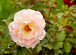 Tender pink rose flower