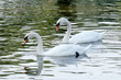 Couple of beautiful white swans
