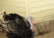 Male turkey (gobbler)