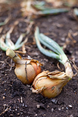 Wall Mural - onions growing in the garden