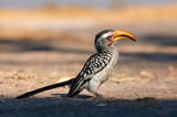 Fototapeta  - Southern yellow billed hornbill