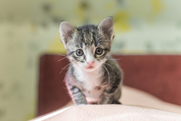 Wall Mural - small gray striped kitten is looking into frame. kitten is 1 month old. Newborn kitten without mom.