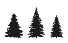 Set Of Fir Tree Silhouette. Christmas And New Year Design Elements. Christmas Trees