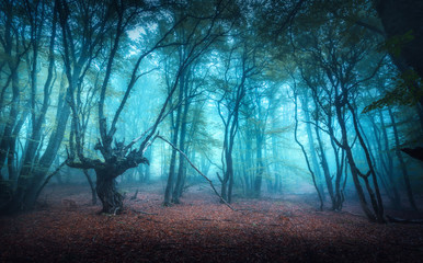 Sticker - Beautiful mystical forest in blue fog in autumn. Colorful landscape with enchanted trees with orange and red leaves. Scenery with path in dreamy foggy forest. Fall colors in october. Nature background