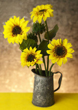 Still Life Floral Of Sunflowers In A Tin Pitcher On A Yellow Table Cloth. Vintage Vibe