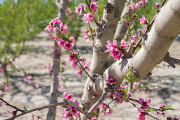 beautiful pink peach flowers petals and trees blooming on a spring sunny day