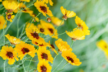 Beautiful Coreopsis Tinctoria Flower Blooming In The Summer. Close Up