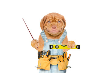 Poster - Smiling puppy worker  with tool belt holding spirit level and pointing away on empty space.  Isolated on white background