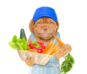 Poster - Smiling puppy farmer in blue cap with a basket of vegetables eat carrot. isolated on white background